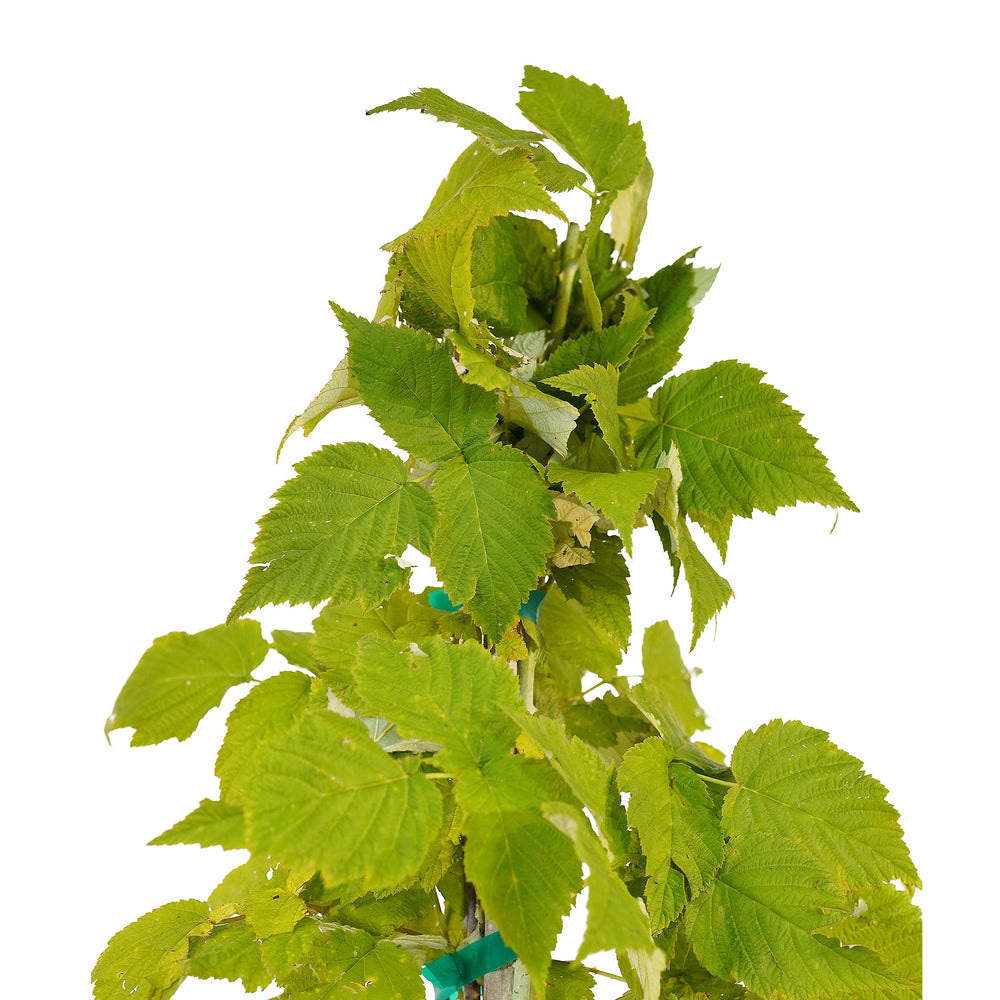 Canopy and branching detail of a container-grown Jewel raspberry