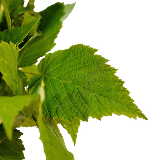 Foliage and branch detail of a container-grown Jewel raspberry