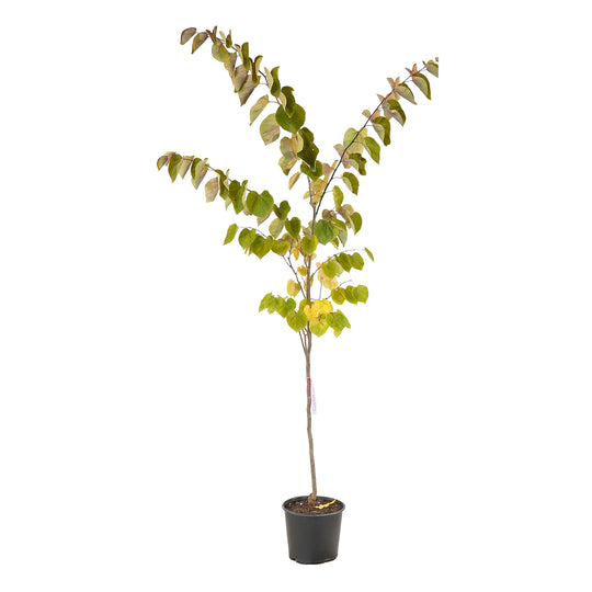 Full view of a container-grown Forest Pansy redbud against a white background
