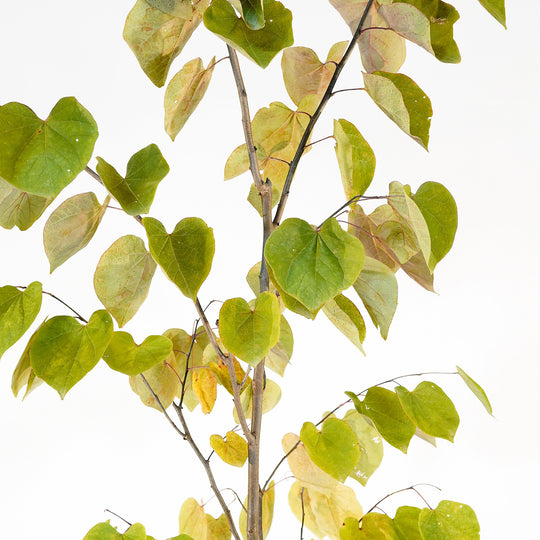 Canopy and branching detail of a container-grown Forest Pansy redbud