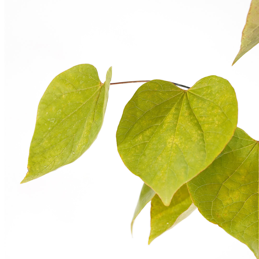 Foliage and branch detail of a container-grown Forest Pansy redbud