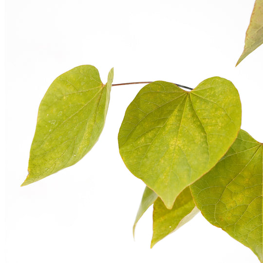 Foliage and branch detail of a container-grown Forest Pansy redbud