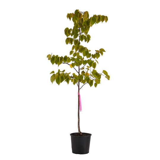 Full view of a container-grown Hearts A'Fire® redbud against a white background