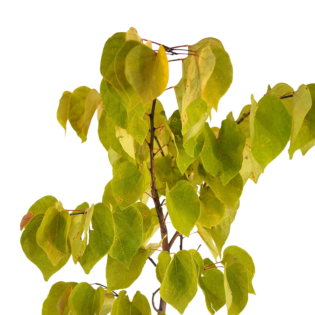 Canopy and branching detail of a container-grown Hearts A'Fire® redbud
