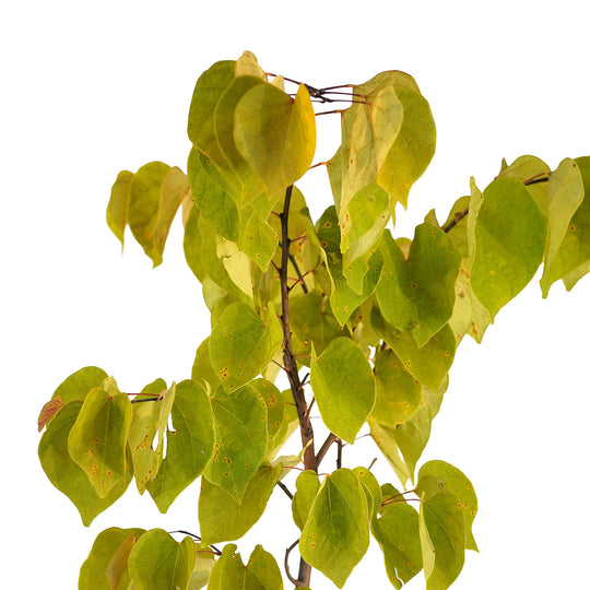 Canopy and branching detail of a container-grown Hearts A'Fire® redbud