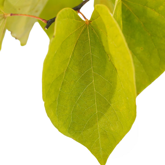 Foliage and branch detail of a container-grown Hearts A'Fire® redbud
