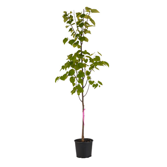 Full view of a container-grown Sparkling Wine redbud against a white background