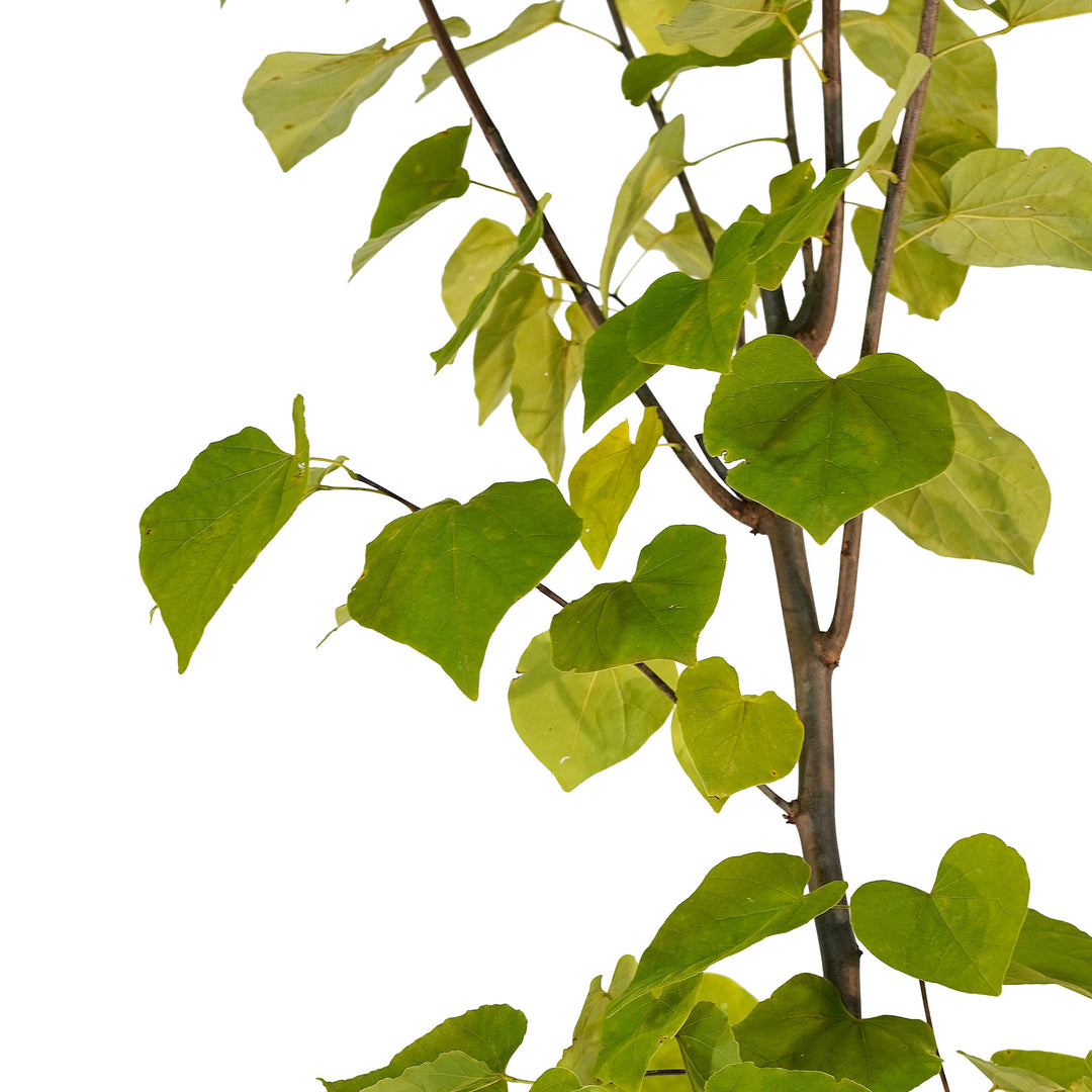 Canopy and branching detail of a container-grown Sparkling Wine redbud