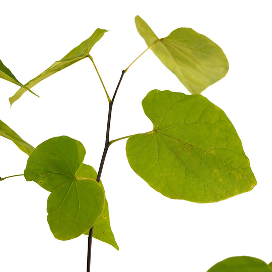 Foliage and branch detail of a container-grown Sparkling Wine redbud