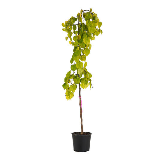 Full view of a container-grown Weeping Golden Falls PPAF redbud against a white background