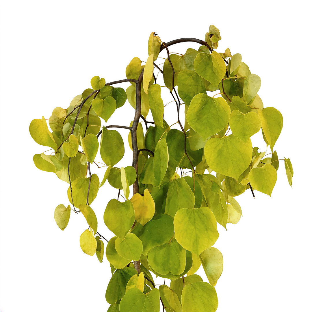Canopy and branching detail of a container-grown Weeping Golden Falls PPAF redbud