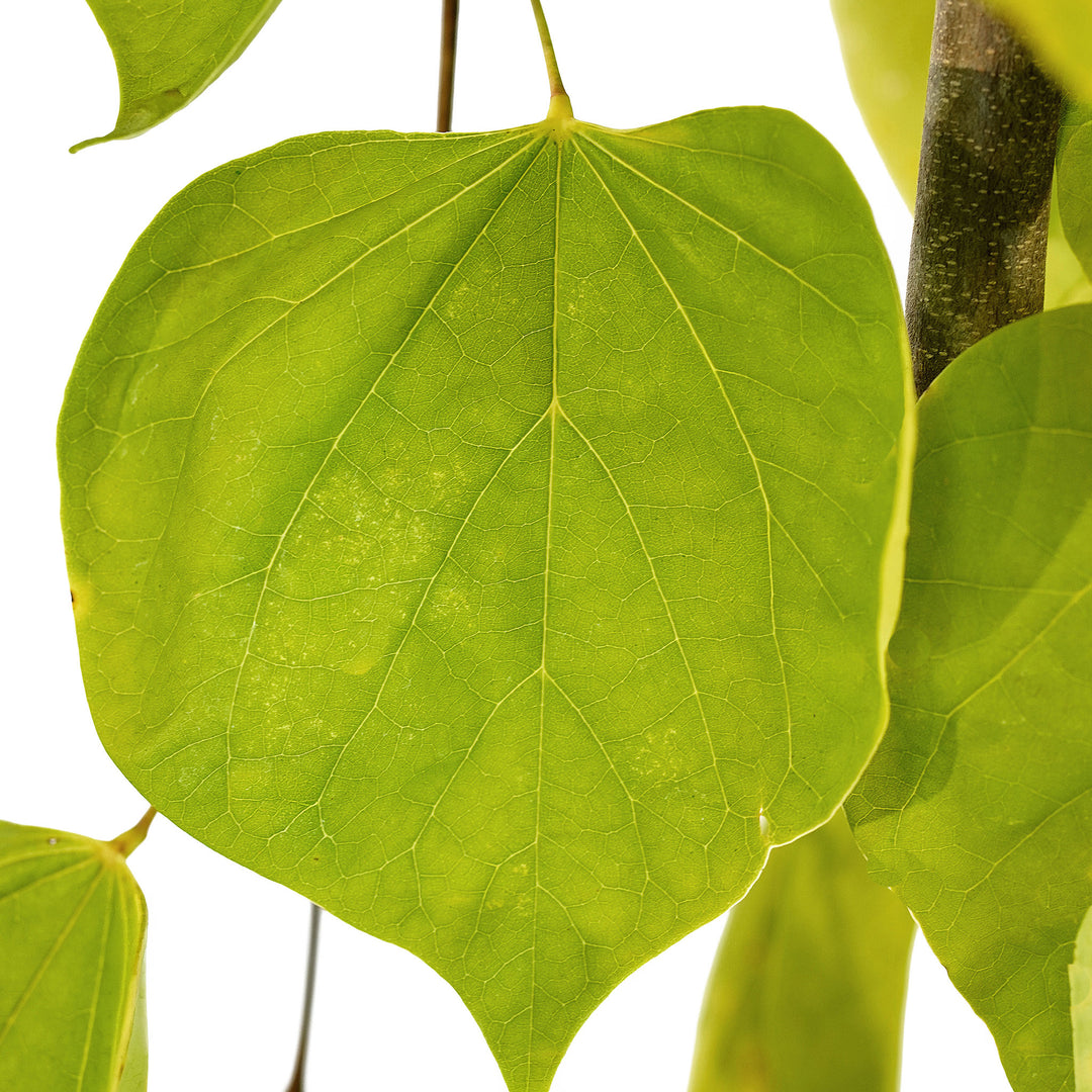 Foliage and branch detail of a container-grown Weeping Golden Falls PPAF redbud