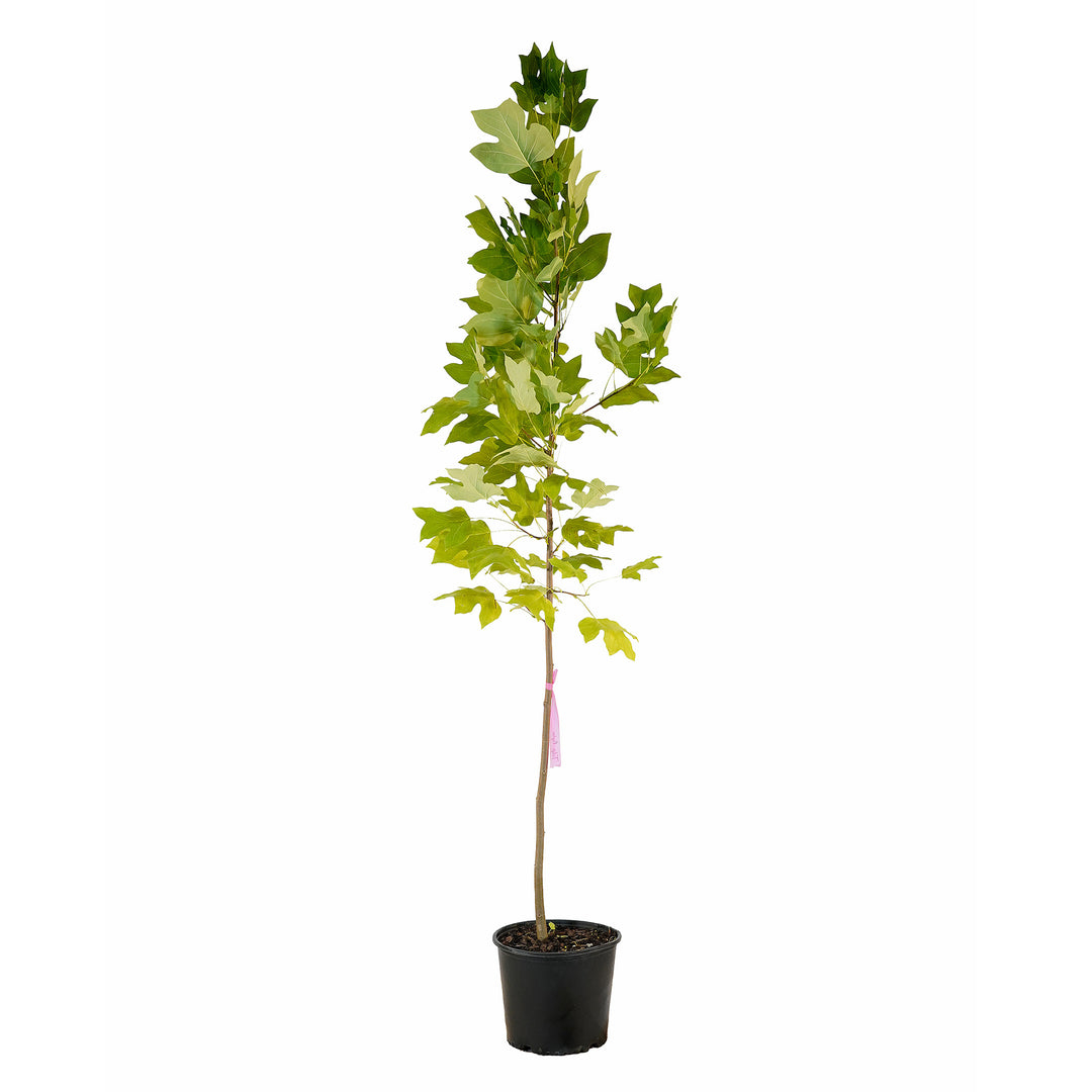 Full view of a container-grown Tulip Poplar against a white background