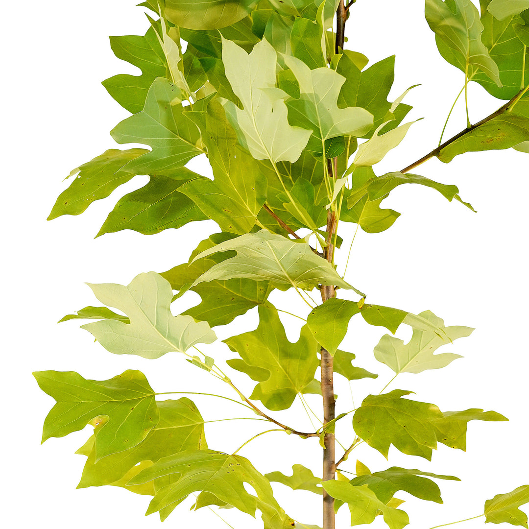 Canopy and branching detail of a container-grown Tulip Poplar