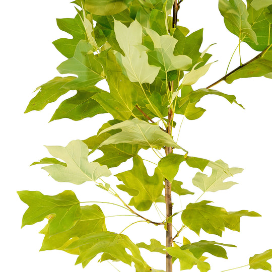 Canopy and branching detail of a container-grown Tulip Poplar