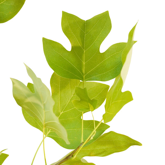 Foliage and branch detail of a container-grown Tulip Poplar