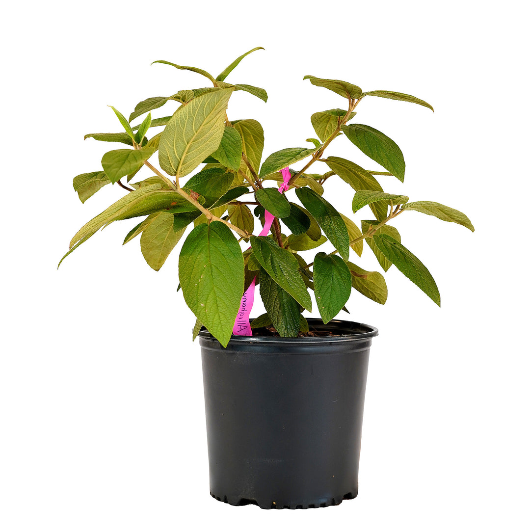 Full view of a container-grown Alleghany viburnum against a white background