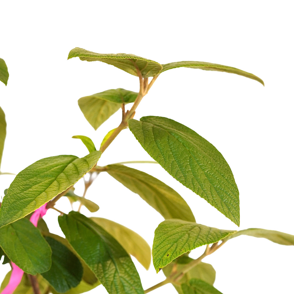 Canopy and branching detail of a container-grown Alleghany viburnum
