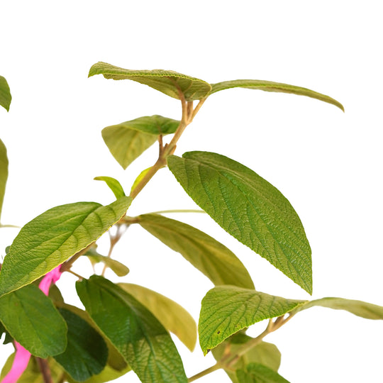 Canopy and branching detail of a container-grown Alleghany viburnum