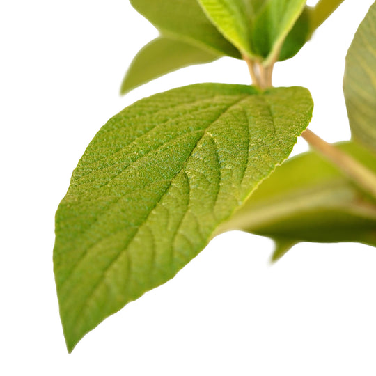Foliage and branch detail of a container-grown Alleghany viburnum