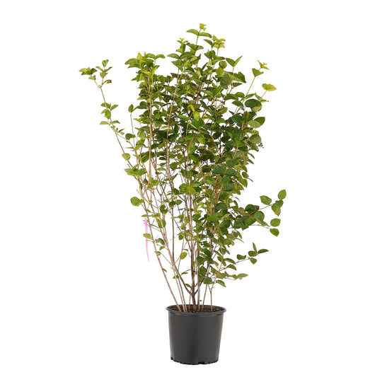 Full view of a container-grown Arrowwood viburnum against a white background