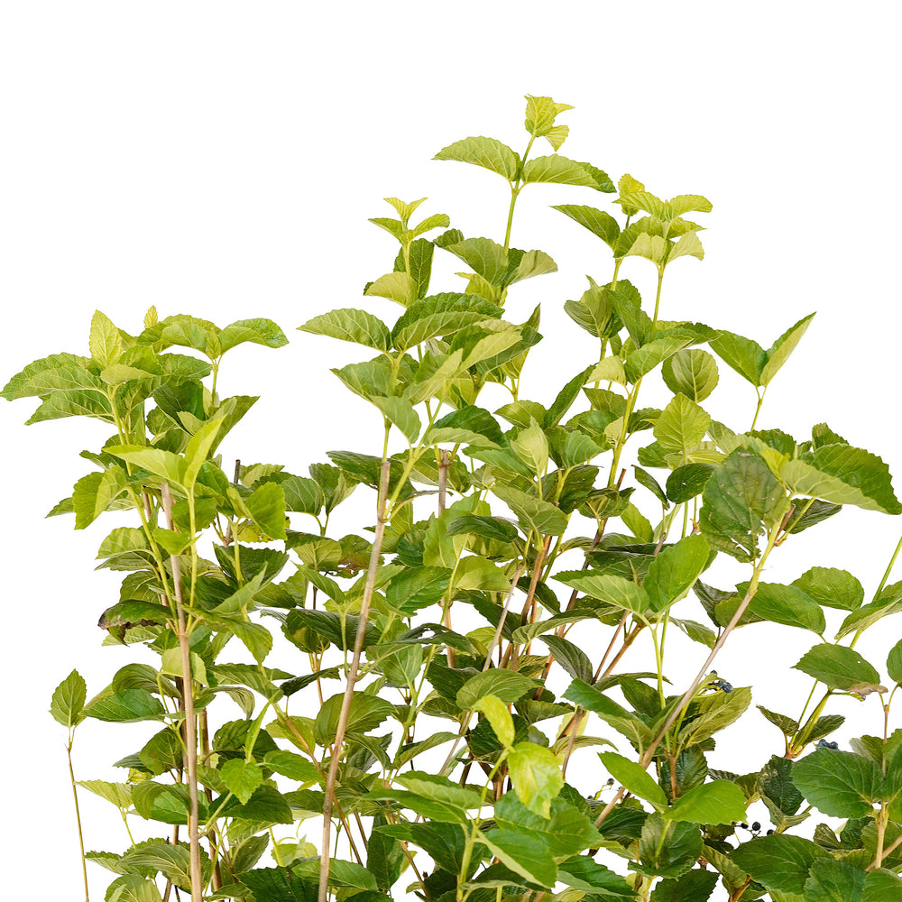 Canopy and branching detail of a container-grown Arrowwood viburnum