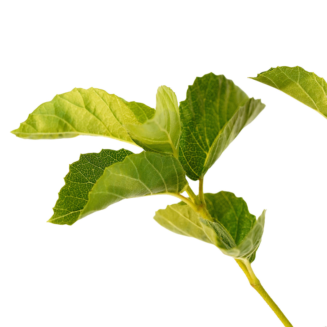Foliage and branch detail of a container-grown Arrowwood viburnum