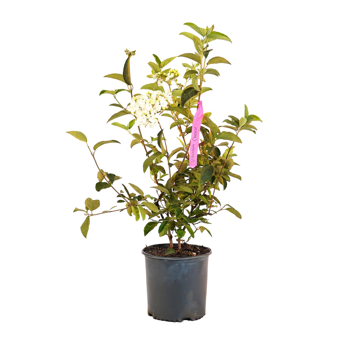 Full view of a container-grown Chinese viburnum against a white background