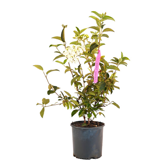 Full view of a container-grown Chinese viburnum against a white background