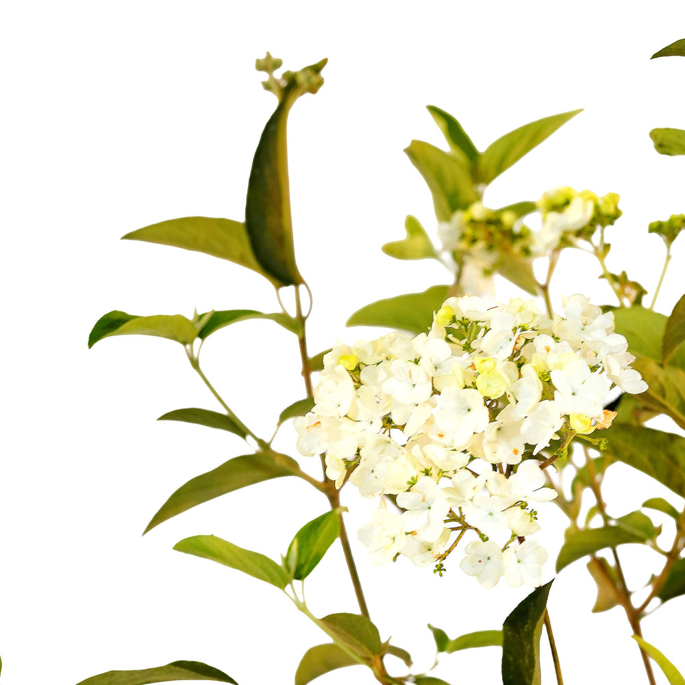 Canopy and branching detail of a container-grown Chinese viburnum