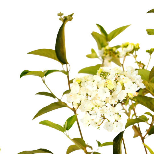 Canopy and branching detail of a container-grown Chinese viburnum