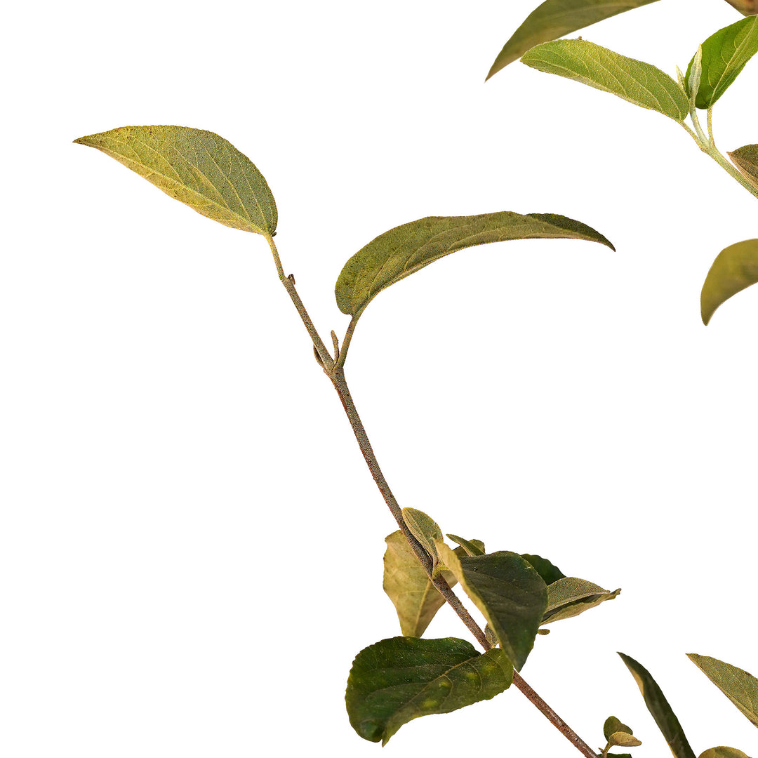 Foliage and branch detail of a container-grown Chinese viburnum