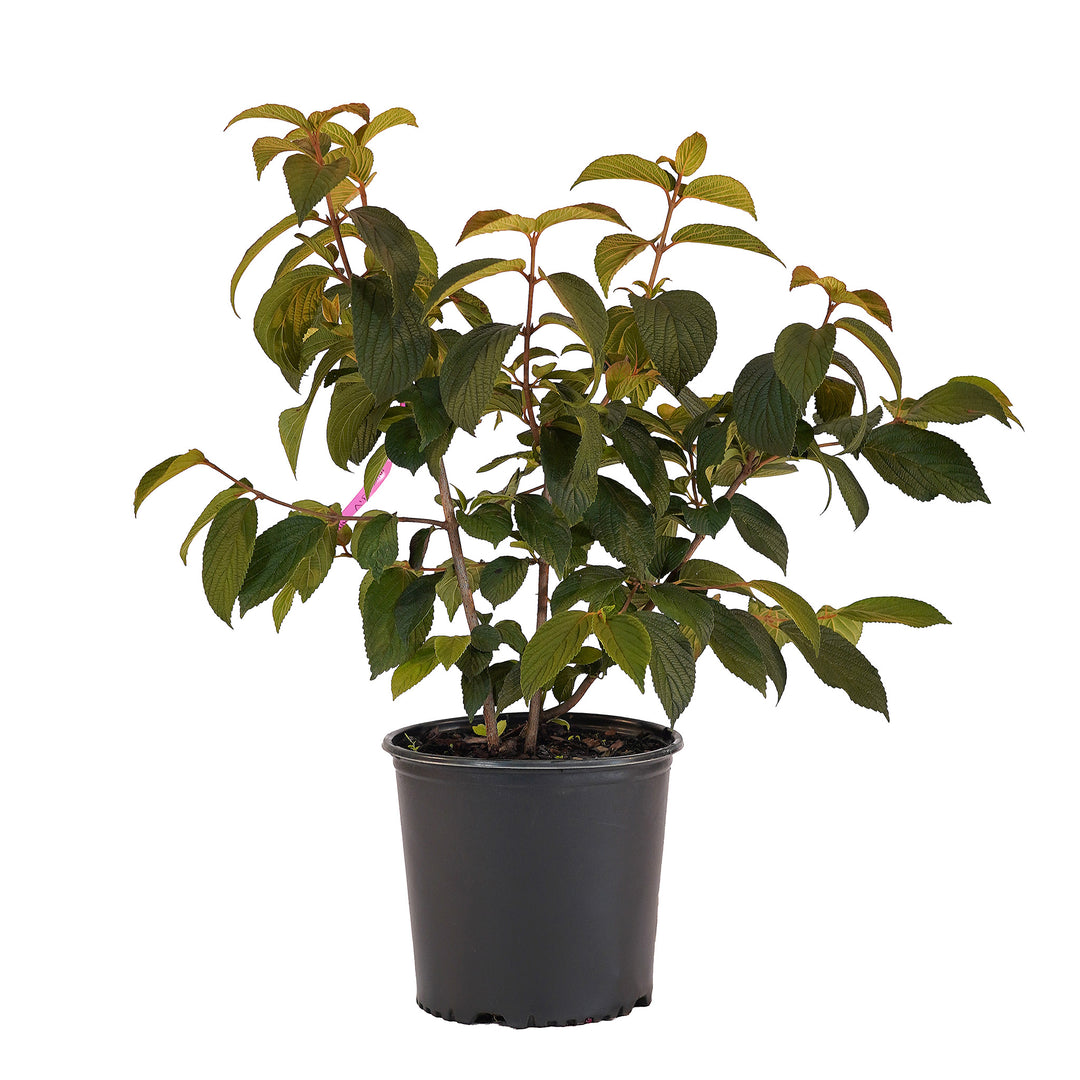 Full view of a container-grown Kerns Pink viburnum against a white background