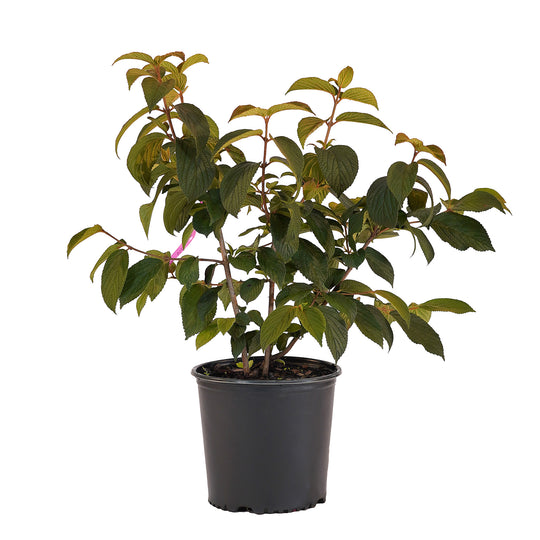 Full view of a container-grown Kerns Pink viburnum against a white background