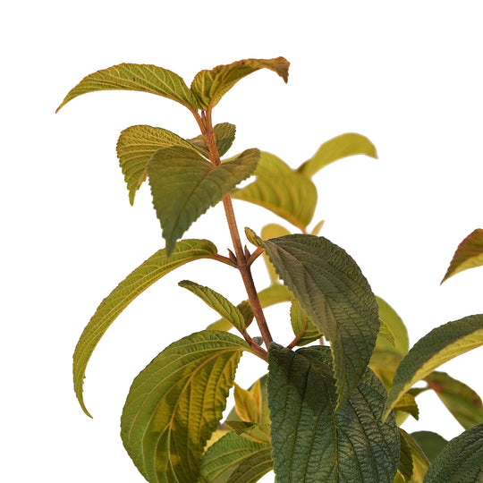 Canopy and branching detail of a container-grown Kerns Pink viburnum
