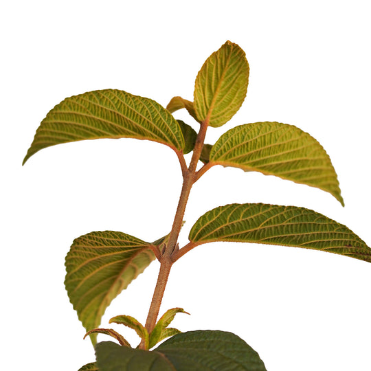 Foliage and branch detail of a container-grown Kerns Pink viburnum