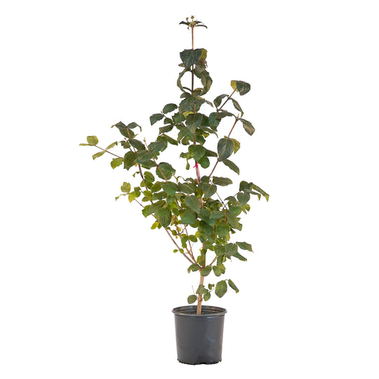 Full view of a container-grown Korean Spice viburnum against a white background