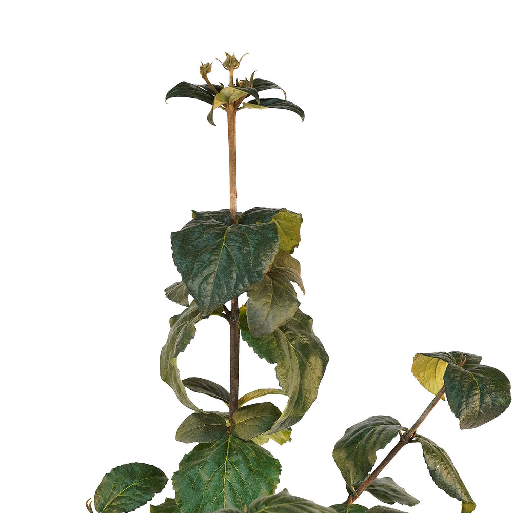 Canopy and branching detail of a container-grown Korean Spice viburnum
