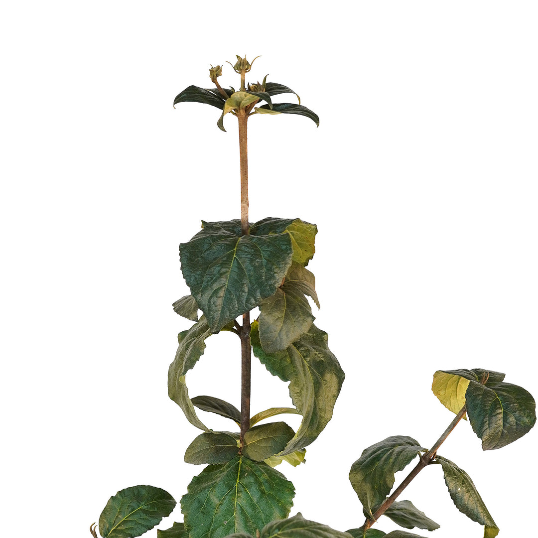 Canopy and branching detail of a container-grown Korean Spice viburnum