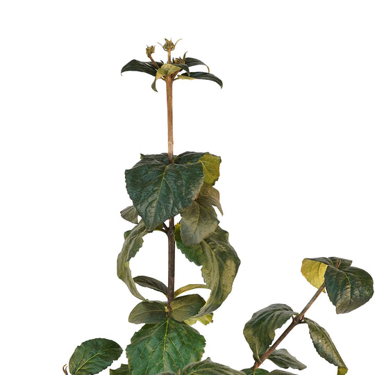 Canopy and branching detail of a container-grown Korean Spice viburnum