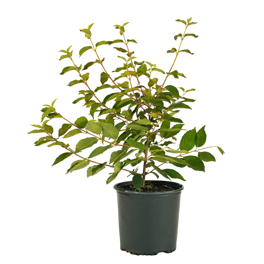 Full view of a container-grown Mariesii viburnum against a white background