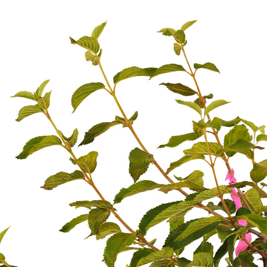 Canopy and branching detail of a container-grown Mariesii viburnum