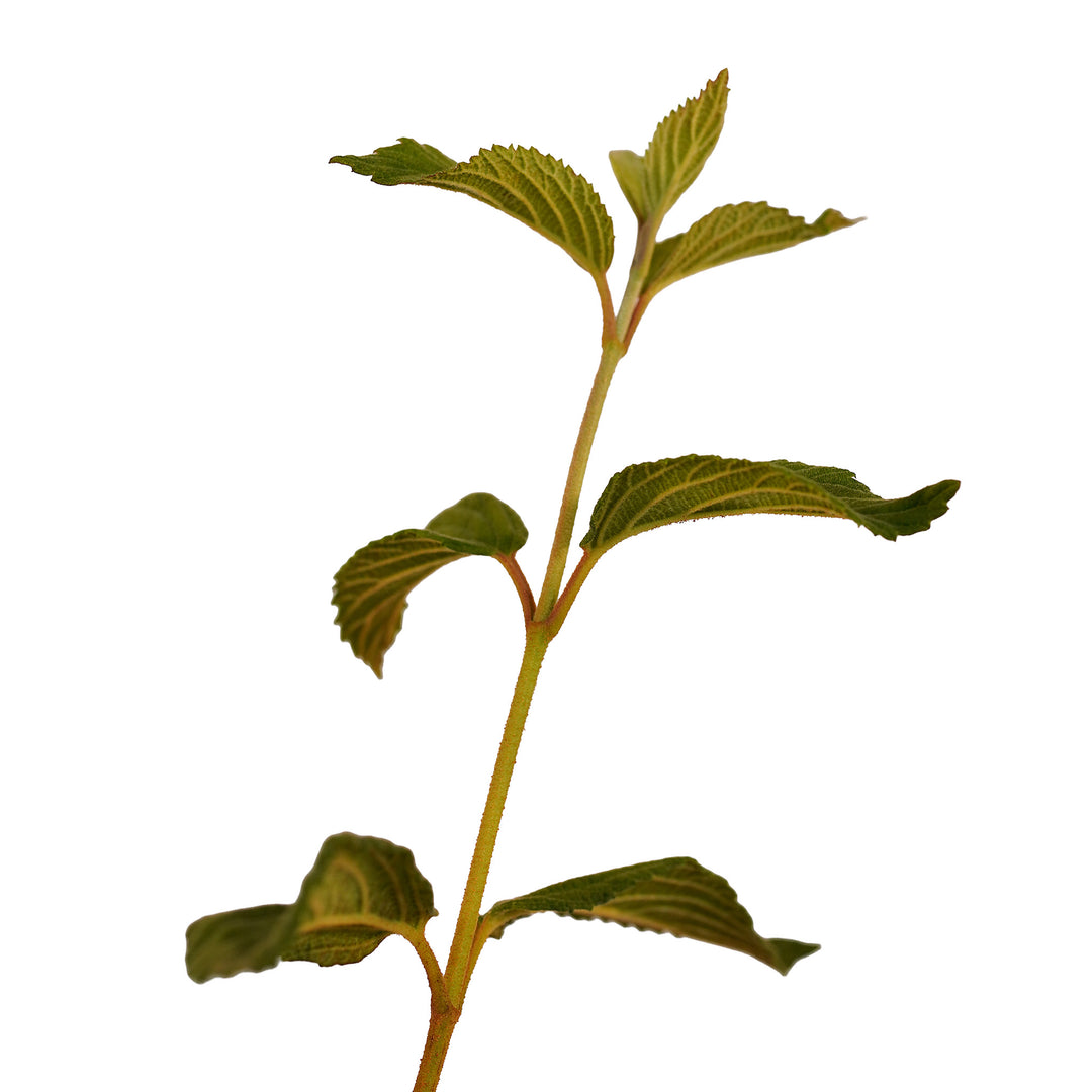 Foliage and branch detail of a container-grown Mariesii viburnum