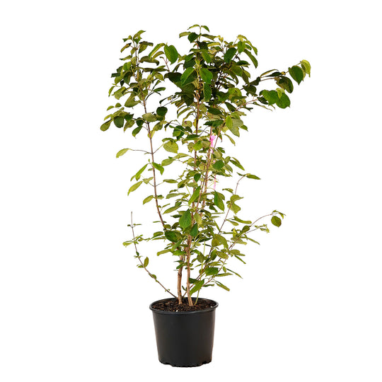 Full view of a container-grown Popcorn viburnum against a white background
