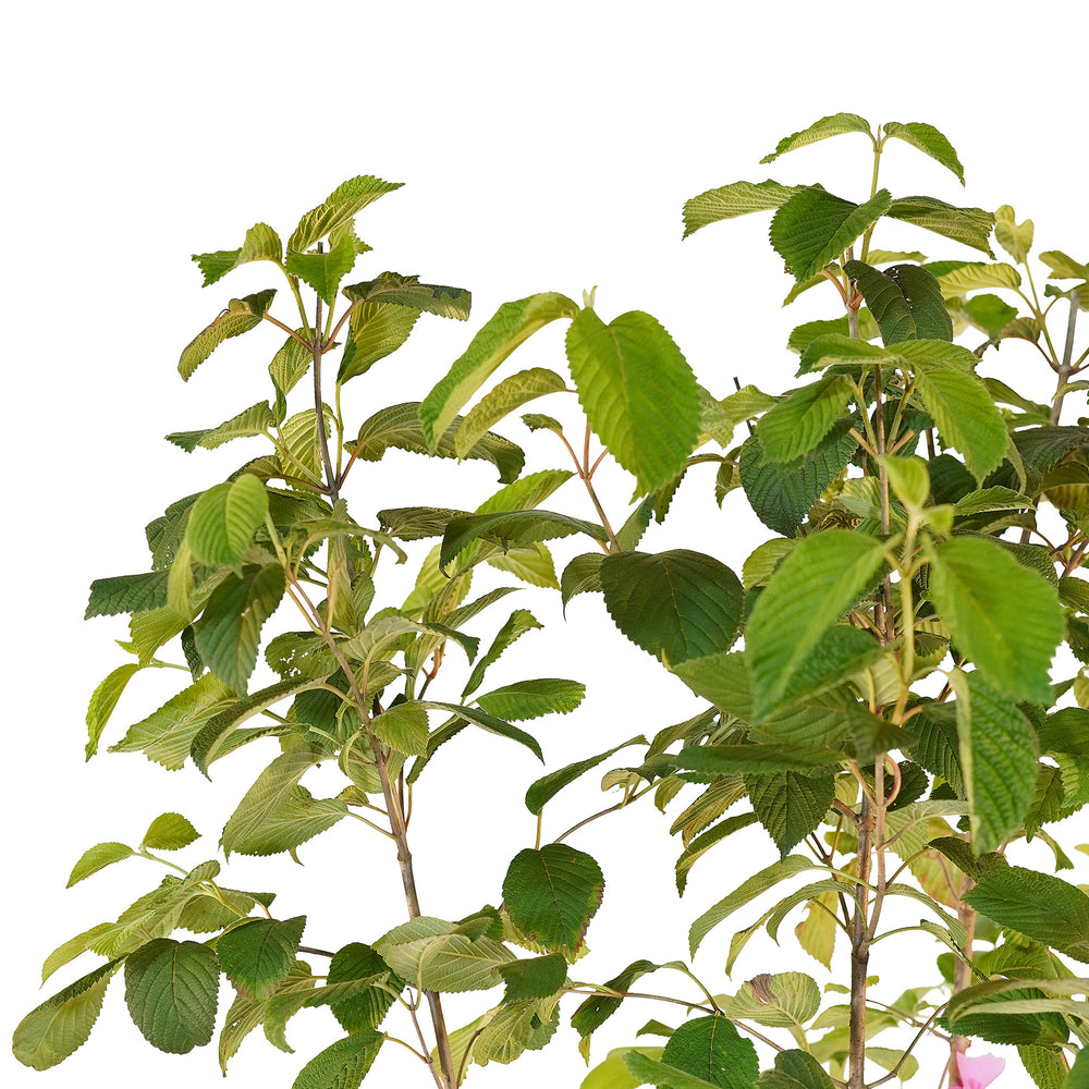 Canopy and branching detail of a container-grown Popcorn viburnum