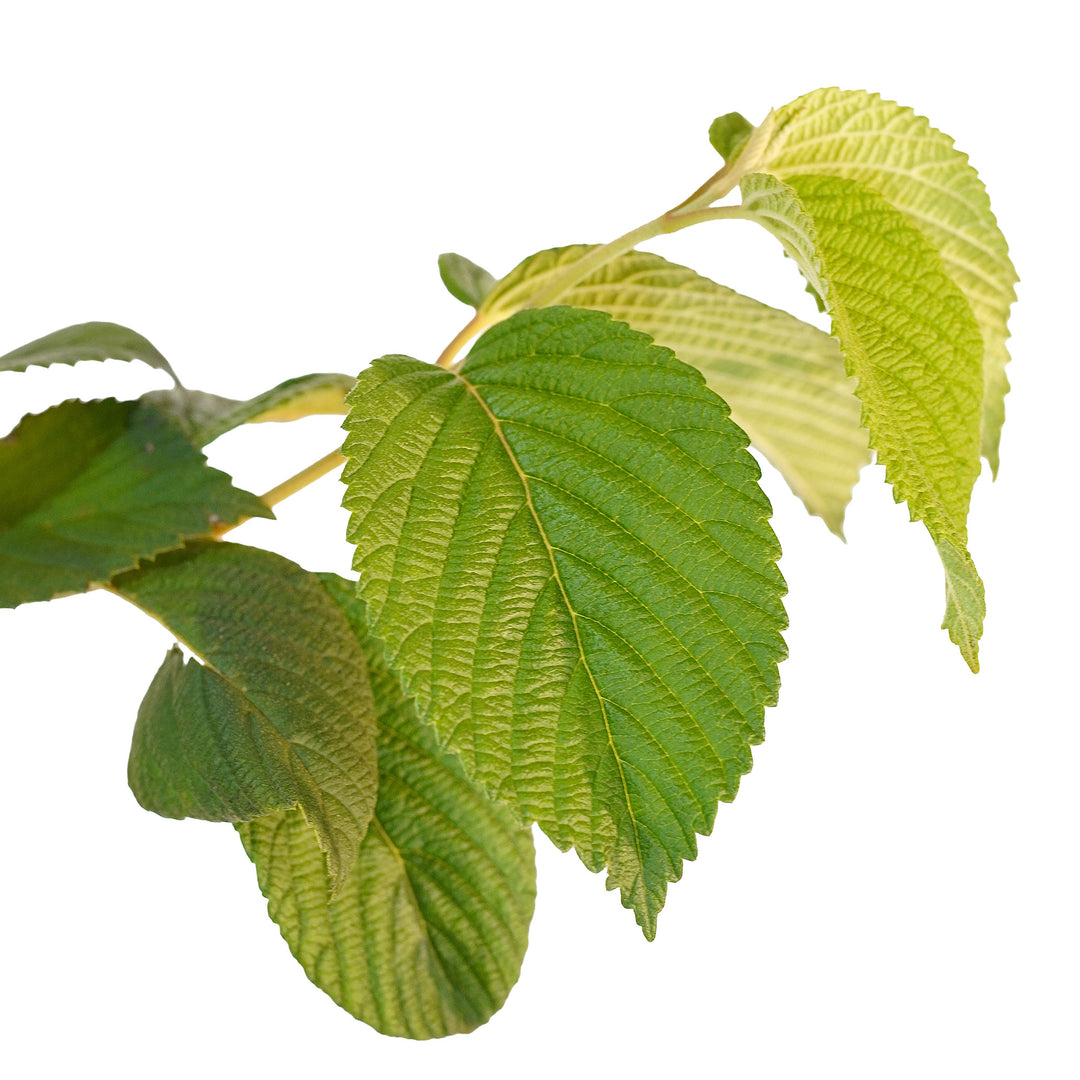 Foliage and branch detail of a container-grown Popcorn viburnum