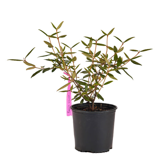 Full view of a container-grown Pragense viburnum against a white background
