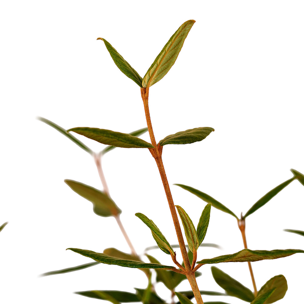 Canopy and branching detail of a container-grown Pragense viburnum