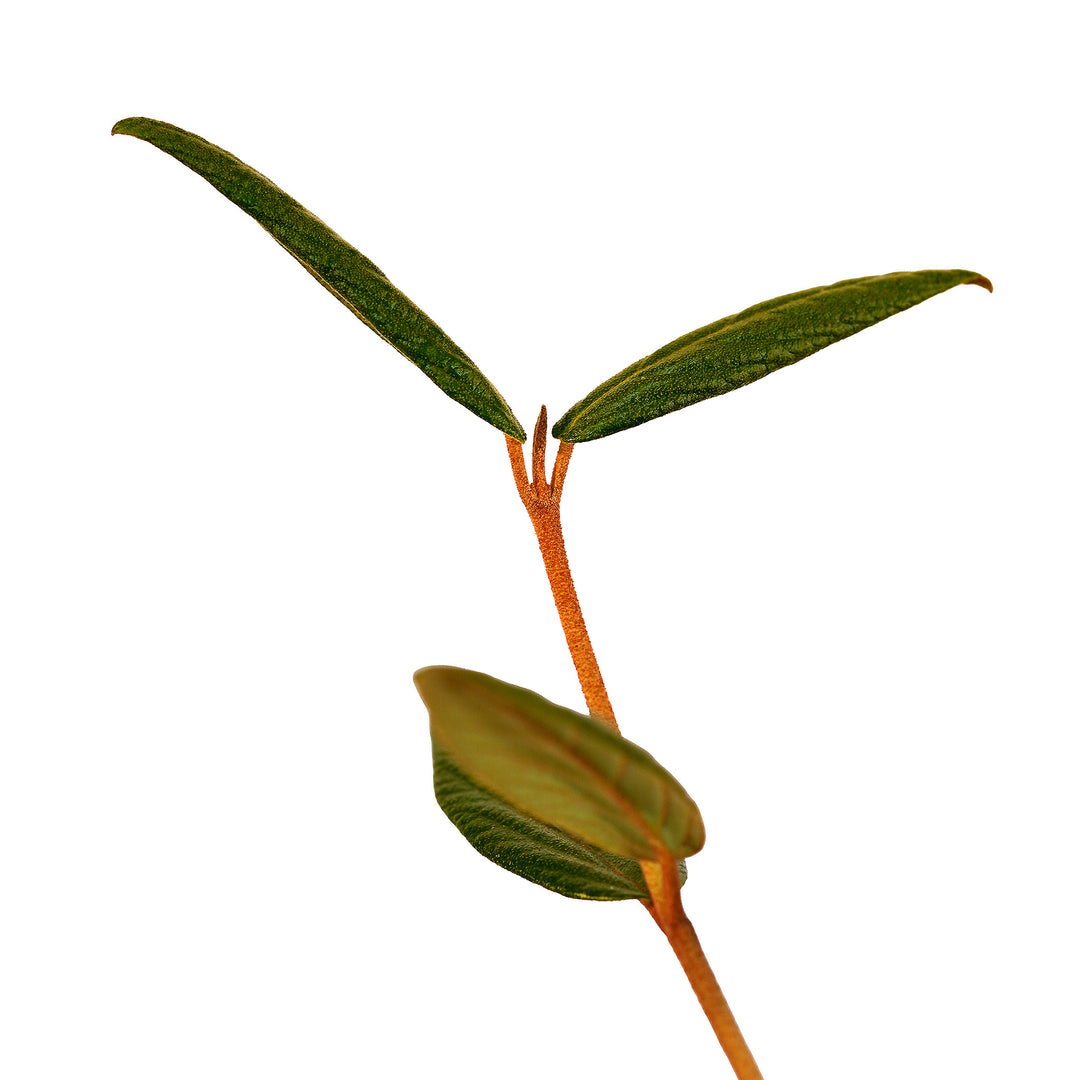 Foliage and branch detail of a container-grown Pragense viburnum