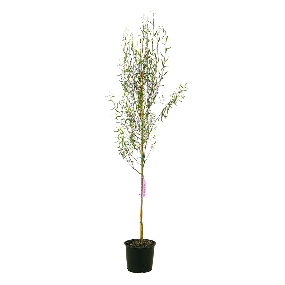 Full view of a container-grown Corkscrew willow against a white background